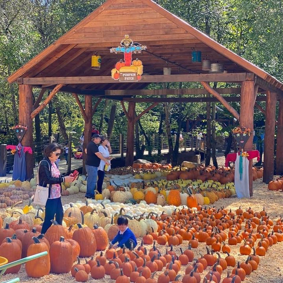 Fall Things To Do Around North Blue Sky Cabin Rentals